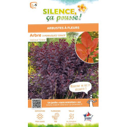 COTINUS GRACE C4,5 TF/BU de Plantes Silence ça pousse dans Arbustes caducs en livraison