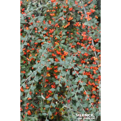 Cotoneaster de Franchet 65cm Silence ca pousse de Plantes Silence ça pousse dans Plantes à petits fruits (kiwi, myrtilles, gr...