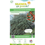 Cotoneaster de Franchet 65cm Silence ca pousse de Plantes Silence ça pousse dans Plantes à petits fruits (kiwi, myrtilles, gr...