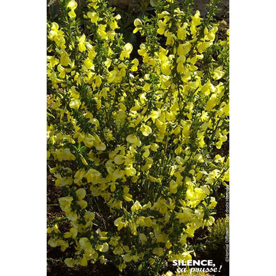 Genet a balais Lunagold 65cm Silence ca pousse de Plantes Silence ça pousse dans Arbustes caducs en livraison