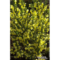 Genet a balais Lunagold 65cm Silence ca pousse de Plantes Silence ça pousse dans Arbustes caducs en livraison