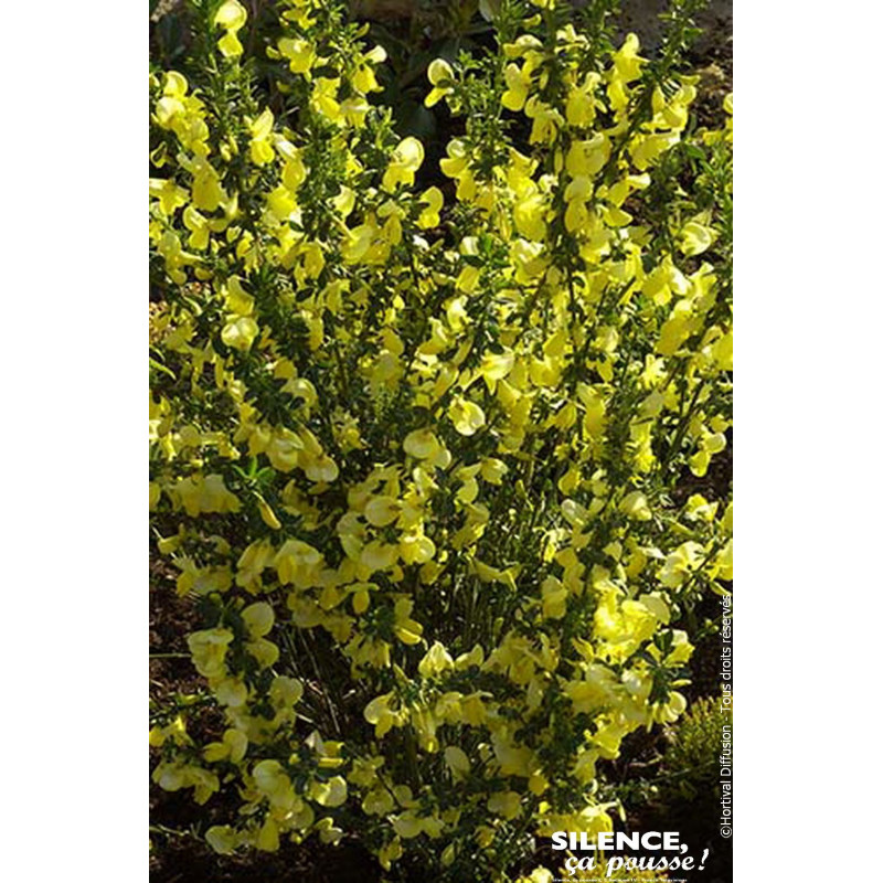 Genet a balais Lunagold 65cm Silence ca pousse de Plantes Silence ça pousse dans Arbustes caducs en livraison