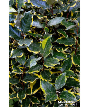 Chalef hybride Viveleg 140cm Silence ca pousse de Plantes Silence ça pousse dans Arbustes persistants en livraison