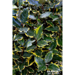 Chalef hybride Viveleg 140cm Silence ca pousse de Plantes Silence ça pousse dans Arbustes persistants en livraison