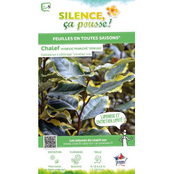 Chalef hybride Viveleg 140cm Silence ca pousse de Plantes Silence ça pousse dans Arbustes persistants en livraison