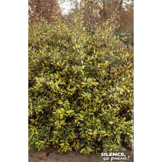 Chalef epineux panache 120cm Silence ca pousse de Plantes Silence ça pousse dans Arbustes persistants en livraison
