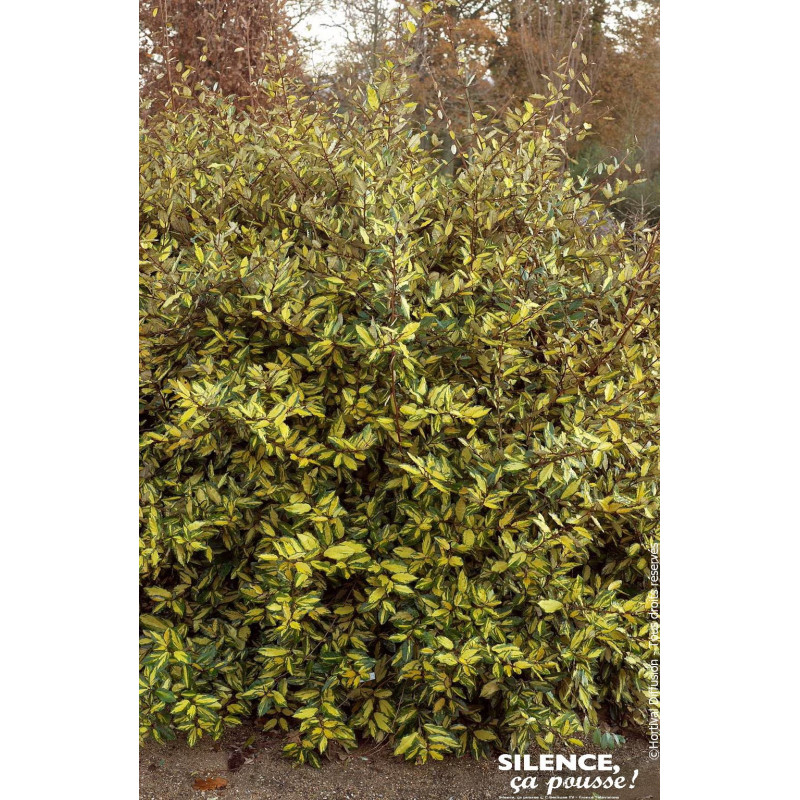 Chalef epineux panache 120cm Silence ca pousse de Plantes Silence ça pousse dans Arbustes persistants en livraison