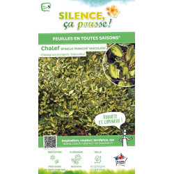 Chalef epineux panache 120cm Silence ca pousse de Plantes Silence ça pousse dans Arbustes persistants en livraison