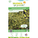 Chalef epineux panache 120cm Silence ca pousse de Plantes Silence ça pousse dans Arbustes persistants en livraison
