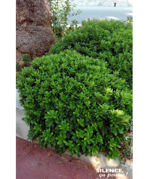 Pittosporum tobira nain 80cm Silence ca pousse de Plantes Silence ça pousse dans Plantes à petits fruits (kiwi, myrtilles, gr...