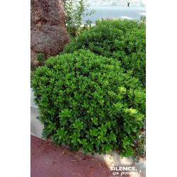 Pittosporum tobira nain 80cm Silence ca pousse de Plantes Silence ça pousse dans Plantes à petits fruits (kiwi, myrtilles, gr...