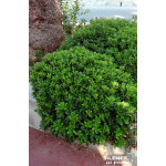 Pittosporum tobira nain 80cm Silence ca pousse de Plantes Silence ça pousse dans Plantes à petits fruits (kiwi, myrtilles, gr...