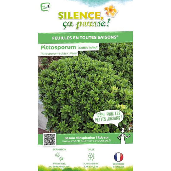 Pittosporum tobira nain 80cm Silence ca pousse de Plantes Silence ça pousse dans Plantes à petits fruits (kiwi, myrtilles, gr...