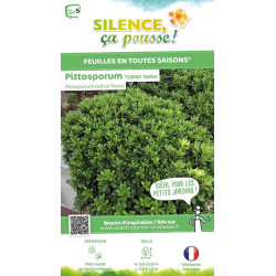 Pittosporum tobira nain 80cm Silence ca pousse de Plantes Silence ça pousse dans Plantes à petits fruits (kiwi, myrtilles, gr...