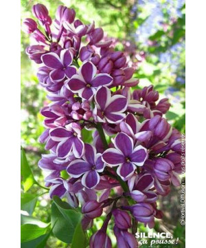 Lilas commun Sensation 120cm Silence ca pousse de Plantes Silence ça pousse dans Arbustes caducs en livraison