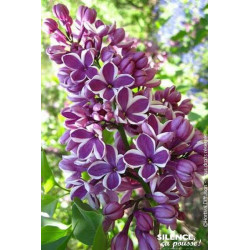 Lilas commun Sensation 120cm Silence ca pousse de Plantes Silence ça pousse dans Arbustes caducs en livraison
