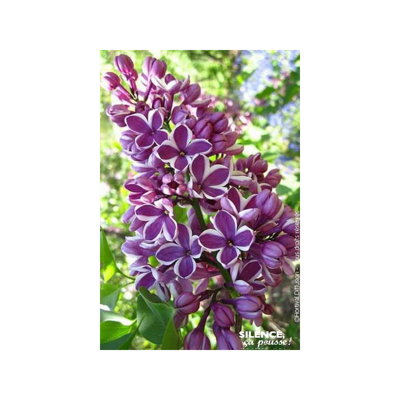 Lilas commun Sensation 120cm Silence ca pousse de Plantes Silence ça pousse dans Arbustes caducs en livraison