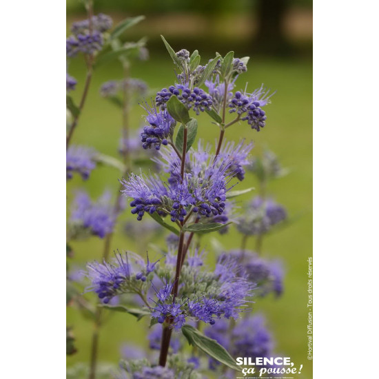 Barbe bleue Heavenly Blue 80cm Silence ca pousse de Plantes Silence ça pousse dans Arbustes caducs en livraison
