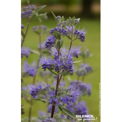 Barbe bleue Heavenly Blue 80cm Silence ca pousse de Plantes Silence ça pousse dans Arbustes caducs en livraison