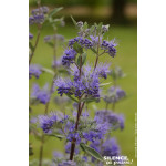 Barbe bleue Heavenly Blue 80cm Silence ca pousse de Plantes Silence ça pousse dans Arbustes caducs en livraison