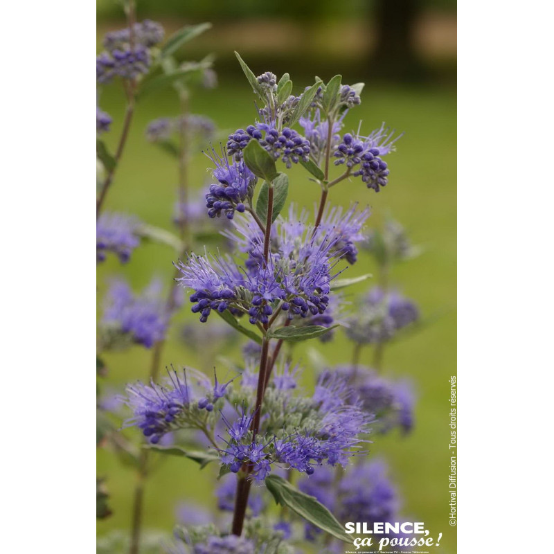 Barbe bleue Heavenly Blue 80cm Silence ca pousse de Plantes Silence ça pousse dans Arbustes caducs en livraison