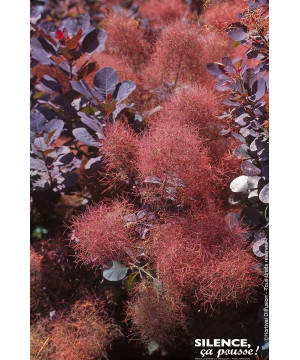 COTINUS COG,ROYAL PURPLE C4,5 TF/BU de Plantes Silence ça pousse dans Arbustes caducs en livraison