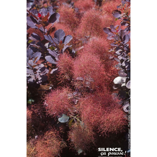 COTINUS COG,ROYAL PURPLE C4,5 TF/BU de Plantes Silence ça pousse dans Arbustes caducs en livraison