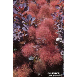 COTINUS COG,ROYAL PURPLE C4,5 TF/BU de Plantes Silence ça pousse dans Arbustes caducs en livraison