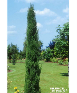 Cypres de Florence Garda 100cm Silence ca pousse de Plantes Silence ça pousse dans Conifères d'ornement en livraison