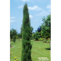 Cypres de Florence Garda 100cm Silence ca pousse de Plantes Silence ça pousse dans Conifères d'ornement en livraison
