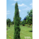 Cypres de Florence Garda 100cm Silence ca pousse de Plantes Silence ça pousse dans Conifères d'ornement en livraison