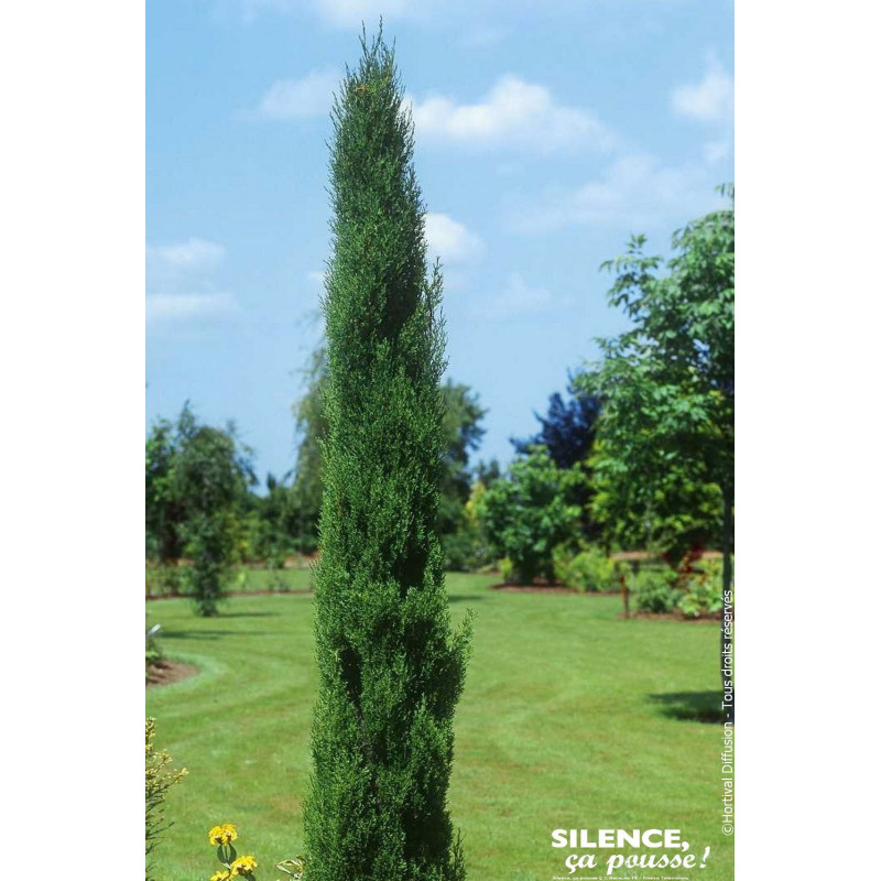 Cypres de Florence Garda 100cm Silence ca pousse de Plantes Silence ça pousse dans Conifères d'ornement en livraison