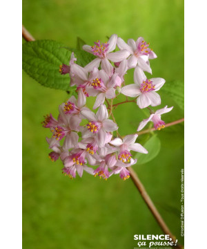 Deutzia hybride Mont Rose 50cm Silence ca pousse de Plantes Silence ça pousse dans Arbustes caducs en livraison