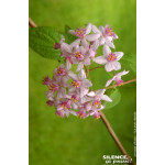 Deutzia hybride Mont Rose 50cm Silence ca pousse de Plantes Silence ça pousse dans Arbustes caducs en livraison