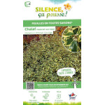 Chalef hybride Gilt Edge 120cm Silence ca pousse de Plantes Silence ça pousse dans Arbustes persistants en livraison