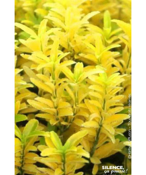 Fusain du Japon Happiness 80cm Silence ca pousse de Plantes Silence ça pousse dans Arbustes persistants en livraison