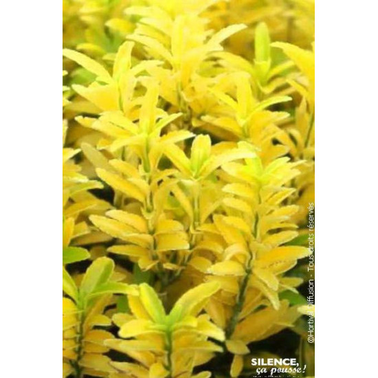 Fusain du Japon Happiness 80cm Silence ca pousse de Plantes Silence ça pousse dans Arbustes persistants en livraison