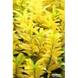 Fusain du Japon Happiness 80cm Silence ca pousse de Plantes Silence ça pousse dans Arbustes persistants en livraison