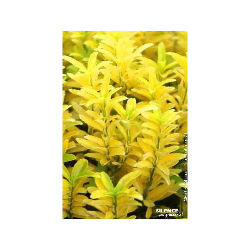 Fusain du Japon Happiness 80cm Silence ca pousse de Plantes Silence ça pousse dans Arbustes persistants en livraison
