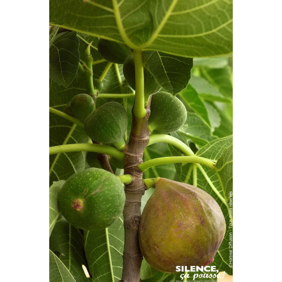 Figuier violette Normande 50cm Silence ca pousse de Plantes Silence ça pousse dans Fruitiers en livraison