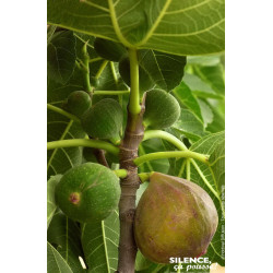 Figuier violette Normande 50cm Silence ca pousse de Plantes Silence ça pousse dans Fruitiers en livraison