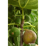 Figuier violette Normande 50cm Silence ca pousse de Plantes Silence ça pousse dans Fruitiers en livraison
