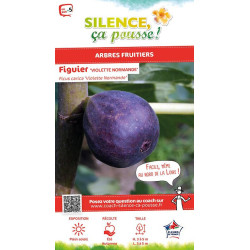 Figuier violette Normande 50cm Silence ca pousse de Plantes Silence ça pousse dans Fruitiers en livraison