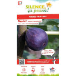 Figuier violette Normande 50cm Silence ca pousse de Plantes Silence ça pousse dans Fruitiers en livraison