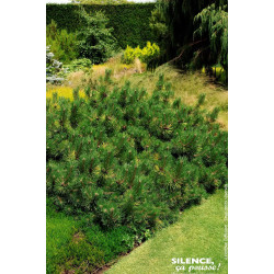 Pin de Bosnie Compact Gem 50cm Silence ca pousse de Plantes Silence ça pousse dans Conifères de rocailles en livraison