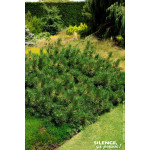 Pin de Bosnie Compact Gem 50cm Silence ca pousse de Plantes Silence ça pousse dans Conifères de rocailles en livraison
