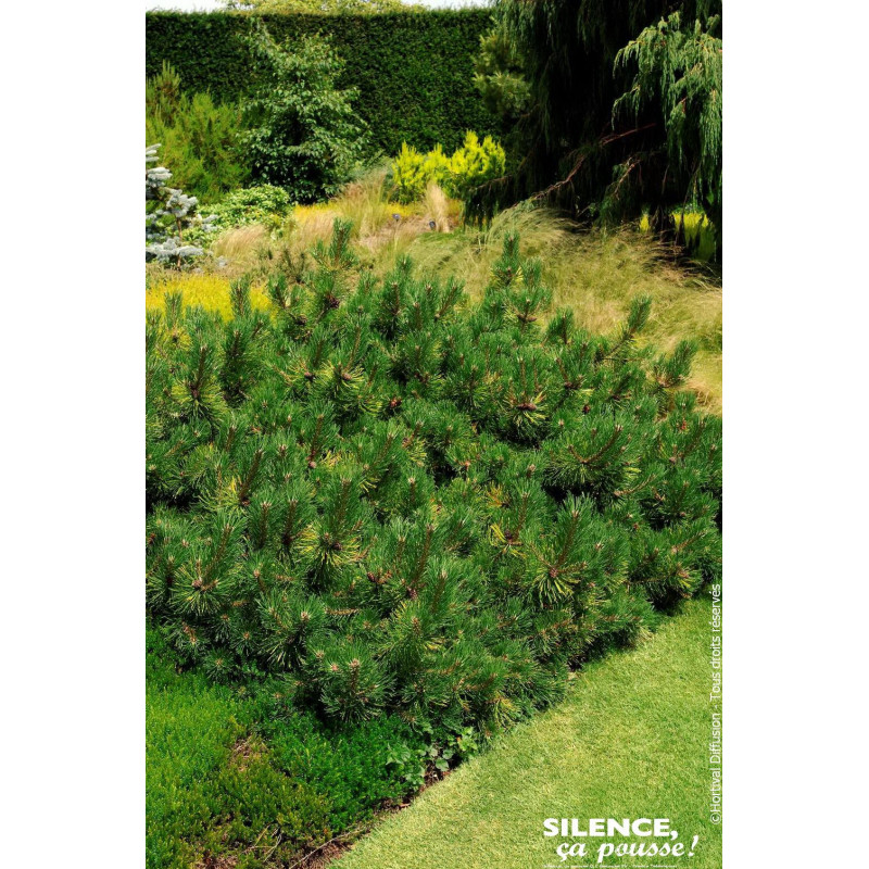 Pin de Bosnie Compact Gem 50cm Silence ca pousse de Plantes Silence ça pousse dans Conifères de rocailles en livraison