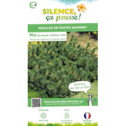 Pin de Bosnie Compact Gem 50cm Silence ca pousse de Plantes Silence ça pousse dans Conifères de rocailles en livraison