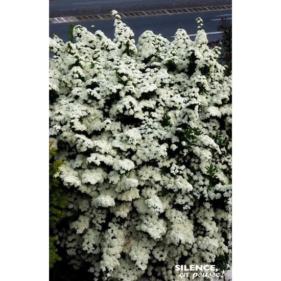 Spiree du Japon Snowmound 80cm Silence ca pousse de Plantes Silence ça pousse dans Arbustes caducs en livraison