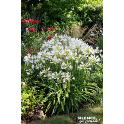 Agapanthe PITCHOUNE WHITE 50cm Silence ca pousse de Plantes Silence ça pousse dans Plantes à petits fruits (kiwi, myrtilles, ...